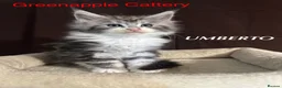 Maine Coon cats for sale: TICA Registered Full Maine Coon Kittens - Advert 20