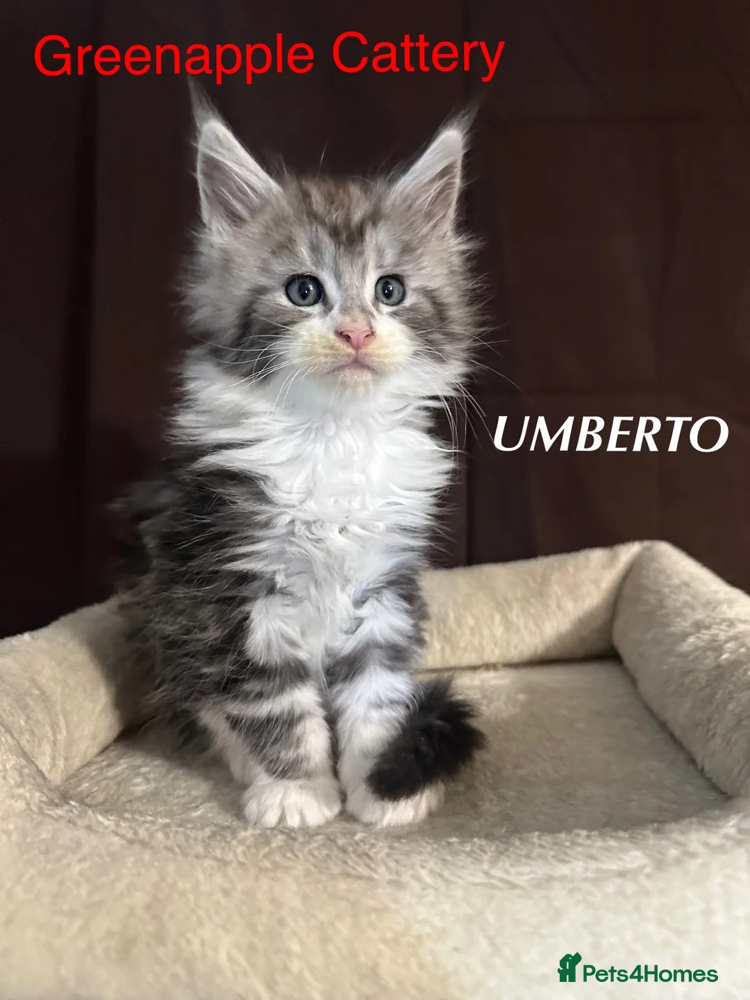 Maine Coon cats for sale: TICA Registered Full Maine Coon Kittens - Advert 20