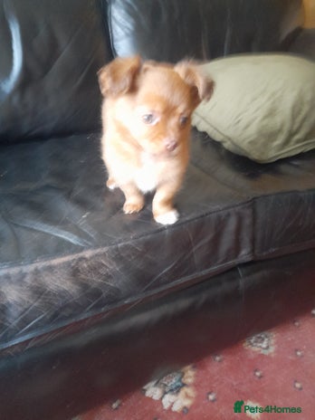 Mixed Breed dogs Jackawha - Advert 3