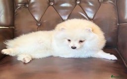 Pomeranian dogs for sale: 🐾✨ Rare White Extra Tiny Size Pomeranian Puppies  - Image 2