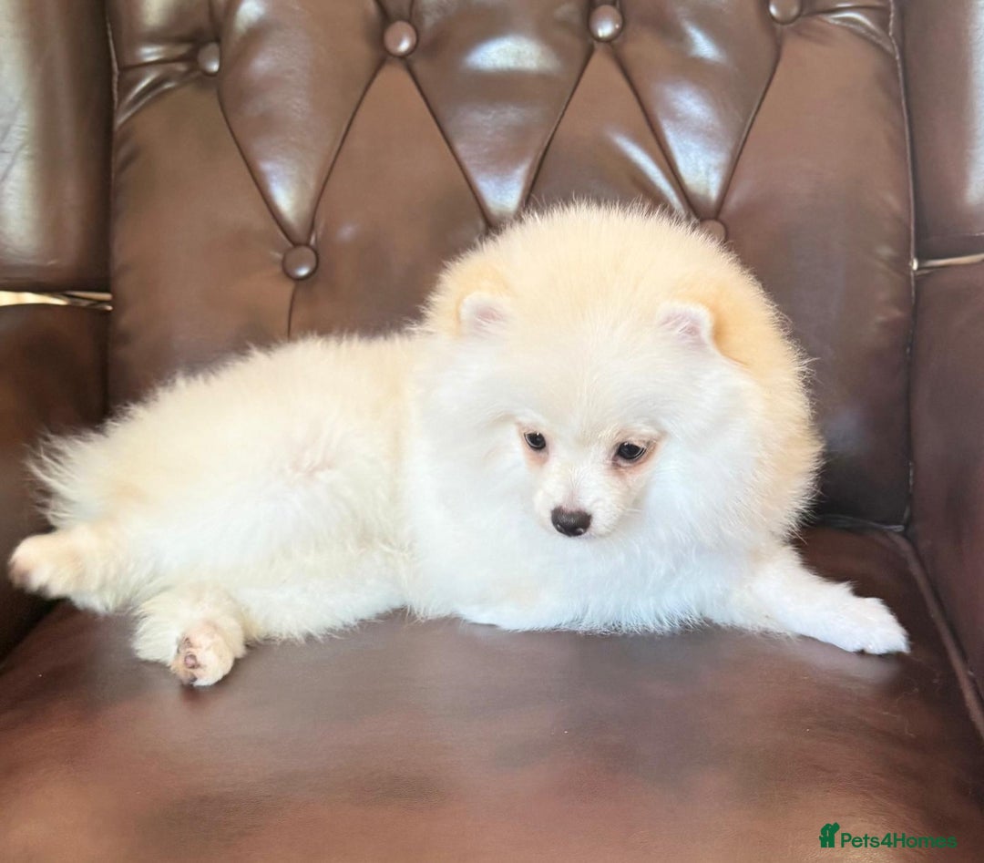 Pomeranian dogs for sale: 🐾✨ Rare White Extra Tiny Size Pomeranian Puppies  - Image 2