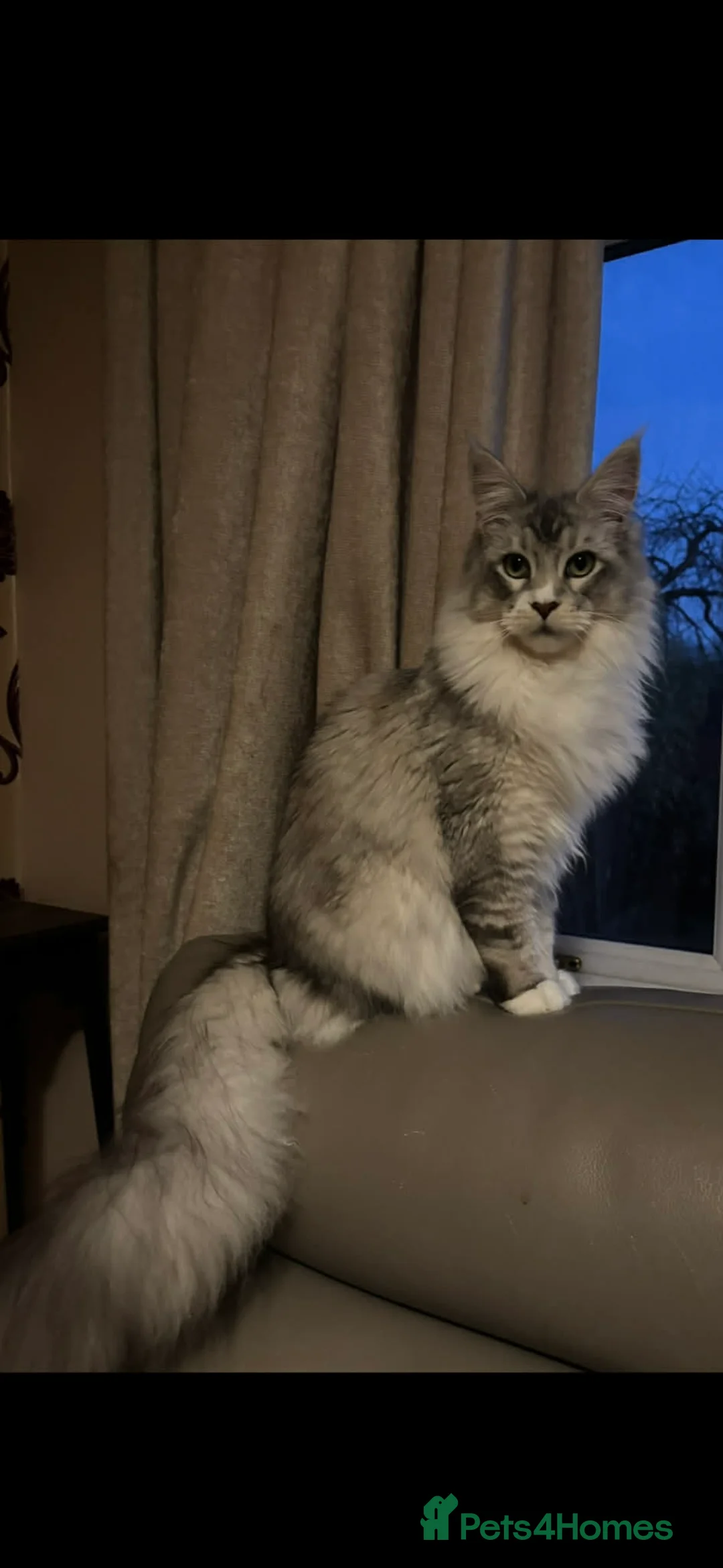 Maine Coon cats for sale: TICA registered Maine coons  - Advert 4