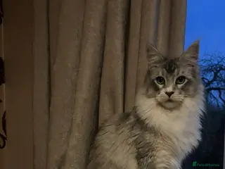 Maine Coon cats TICA registered Maine coons - Advert 7