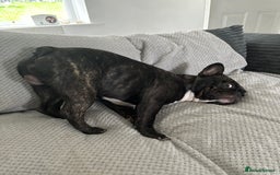 French Bulldog dogs for sale: Oreo (Forever home needed) 🐾  - Advert 2