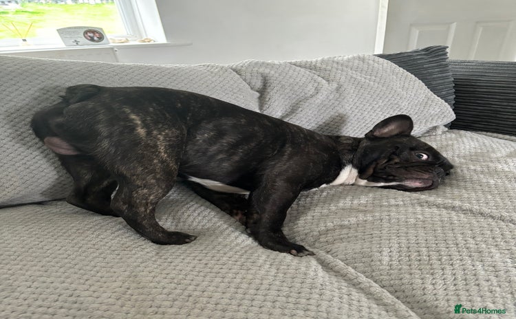 French Bulldog dogs Oreo (Forever home needed) 🐾  - Advert 2