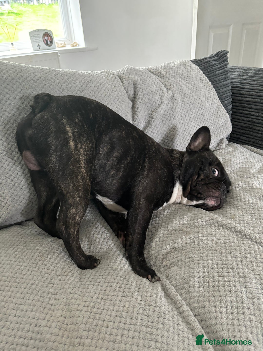 French Bulldog dogs for sale: Oreo (Forever home needed) 🐾  - Advert 2