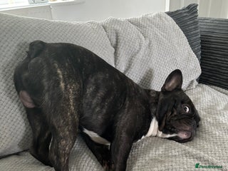 French Bulldog dogs for sale: Oreo (Forever home needed) 🐾 - Advert 1