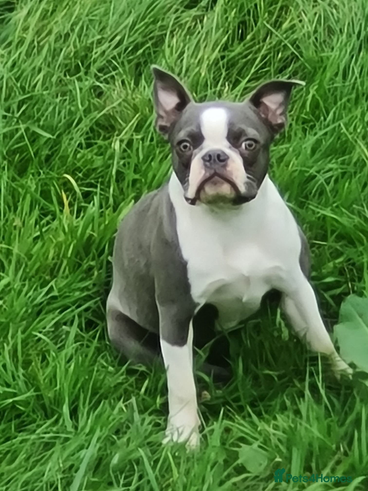 Boston Terrier dogs 3 year old Boston terrier - Advert 1