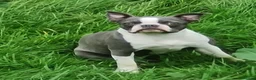 Boston Terrier dogs for sale: 3 year old Boston terrier - Advert 1
