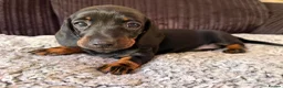 Dachshund dogs for sale: Beautiful Standard Dachshund Puppies  in Tadley - Advert 8