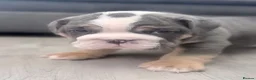 English Bulldog dogs for sale: Stunning lilac and blue bulldogs! - Advert 9