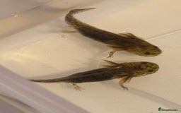 Axolotl reptiles for sale: Axolotl - Image 8
