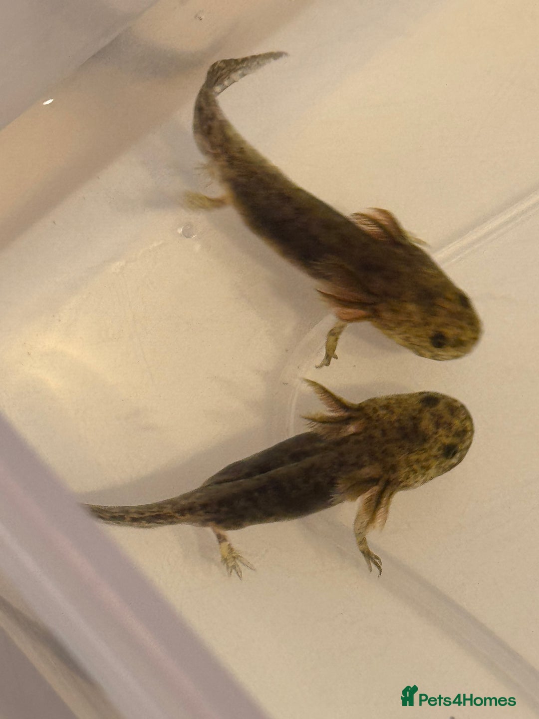 Axolotl reptiles for sale: Axolotl - Image 8