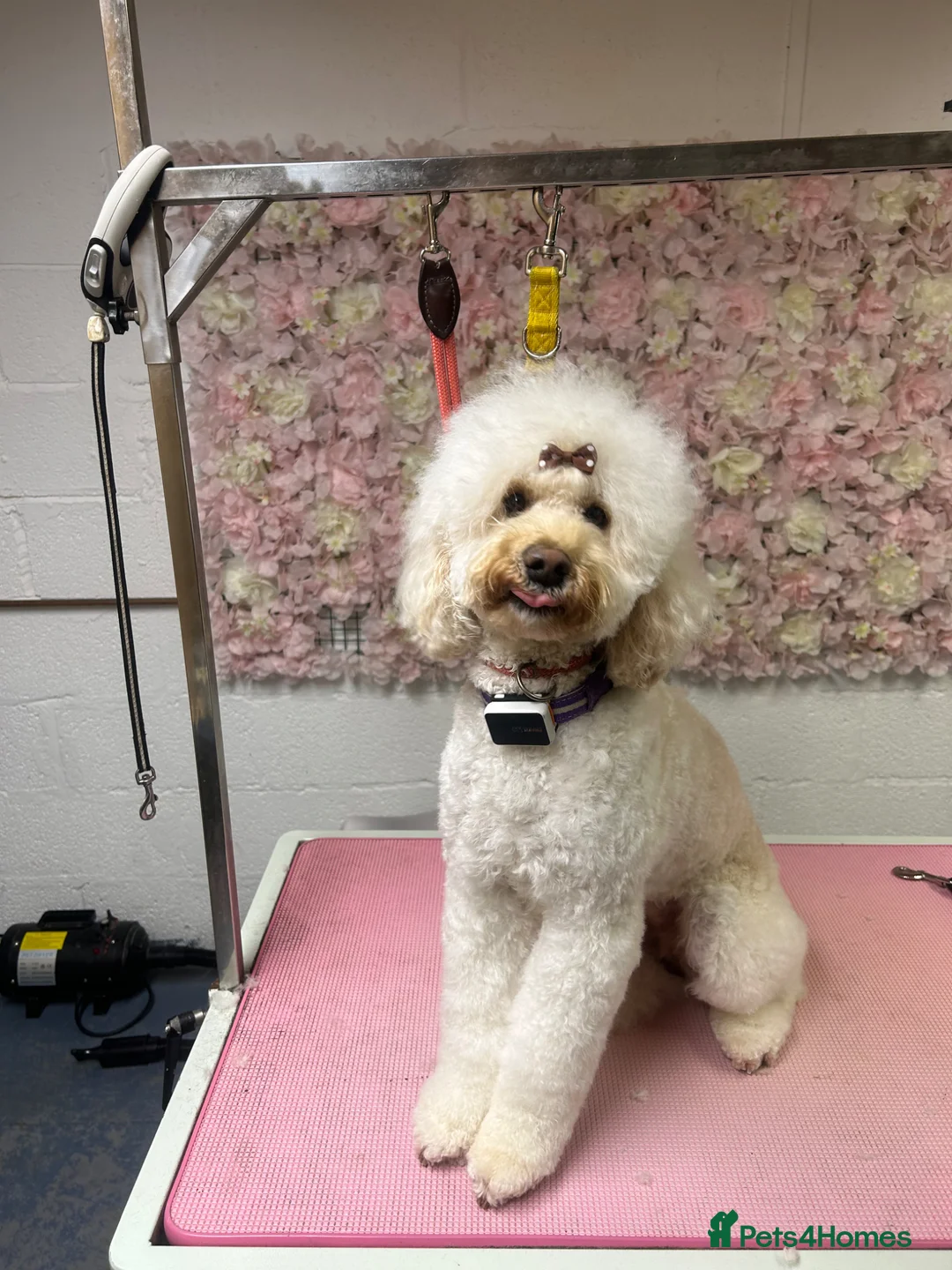 Mixed Breed dogs for sale: Boxer-Doodle Puppies  - Advert 2