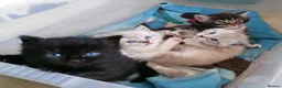 Mixed Breed cats for sale: 4 littles cuties :) - Advert 2
