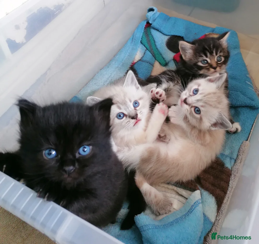 Mixed Breed cats for sale: 4 littles cuties :) - Advert 2