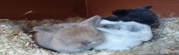 Mini Lop rabbits for sale: Adorable mini lop baby bunnies - Advert 3