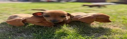 Miniature Dachshund dogs for sale: READY TO LEAVE🏆💙💖 KC REG 5 STAR BREEDER💙💖🏆 - Advert 36