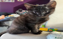 Ragdoll cats for sale: ragdoll X kittens - Image 12