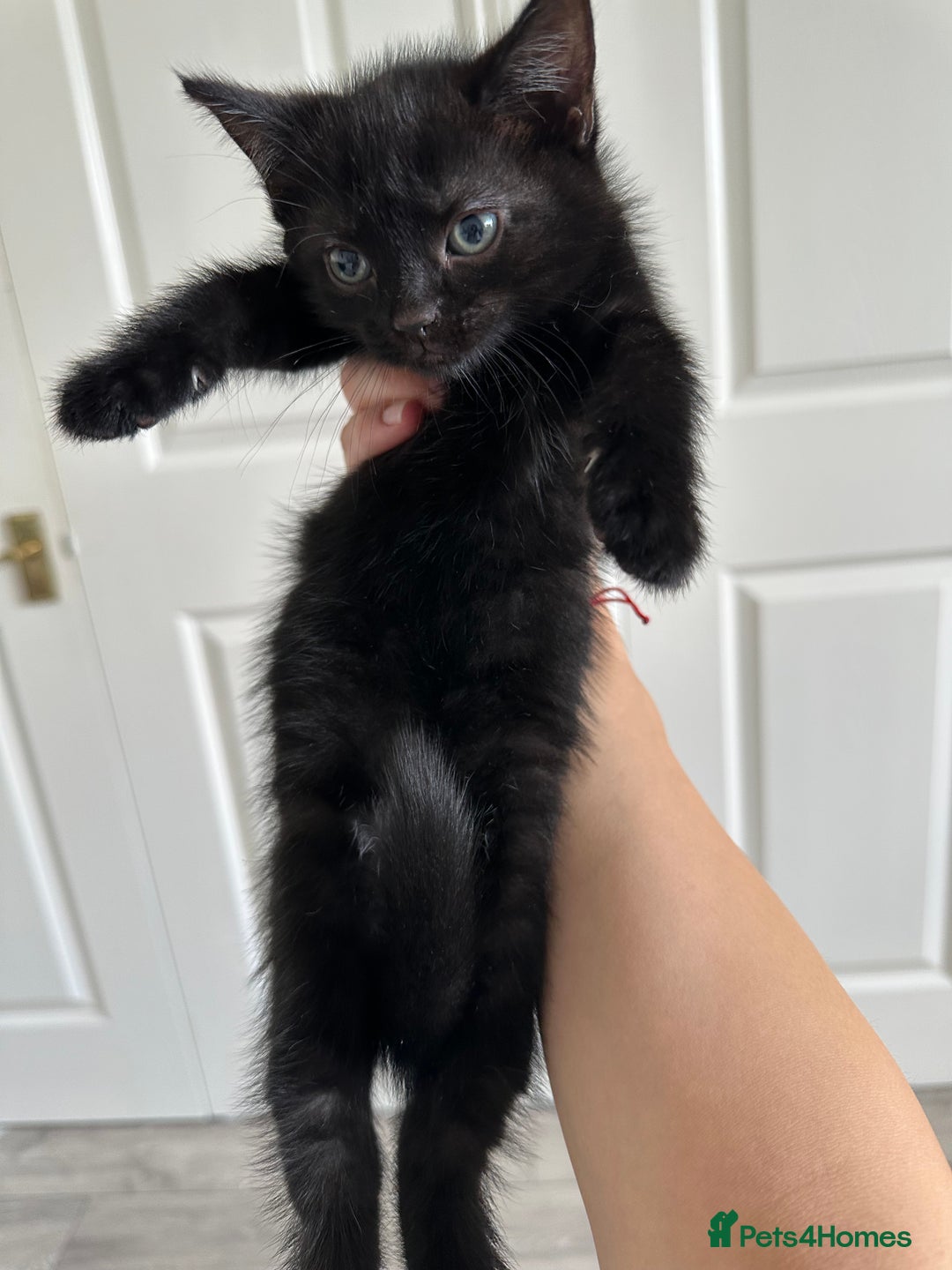 Domestic Shorthair cats for sale: For Sale! Three black cute and lovely kittens  - Image 5