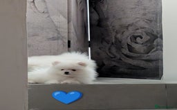 Pomeranian dogs for sale: ☁️RARE SOLID WHITE POMERANIANS ☁️ - Image 12