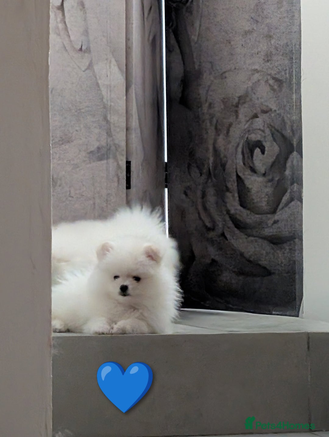 Pomeranian dogs for sale: ☁️RARE SOLID WHITE POMERANIANS ☁️ - Image 12