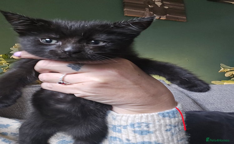 Mixed Breed cats - Advert 15