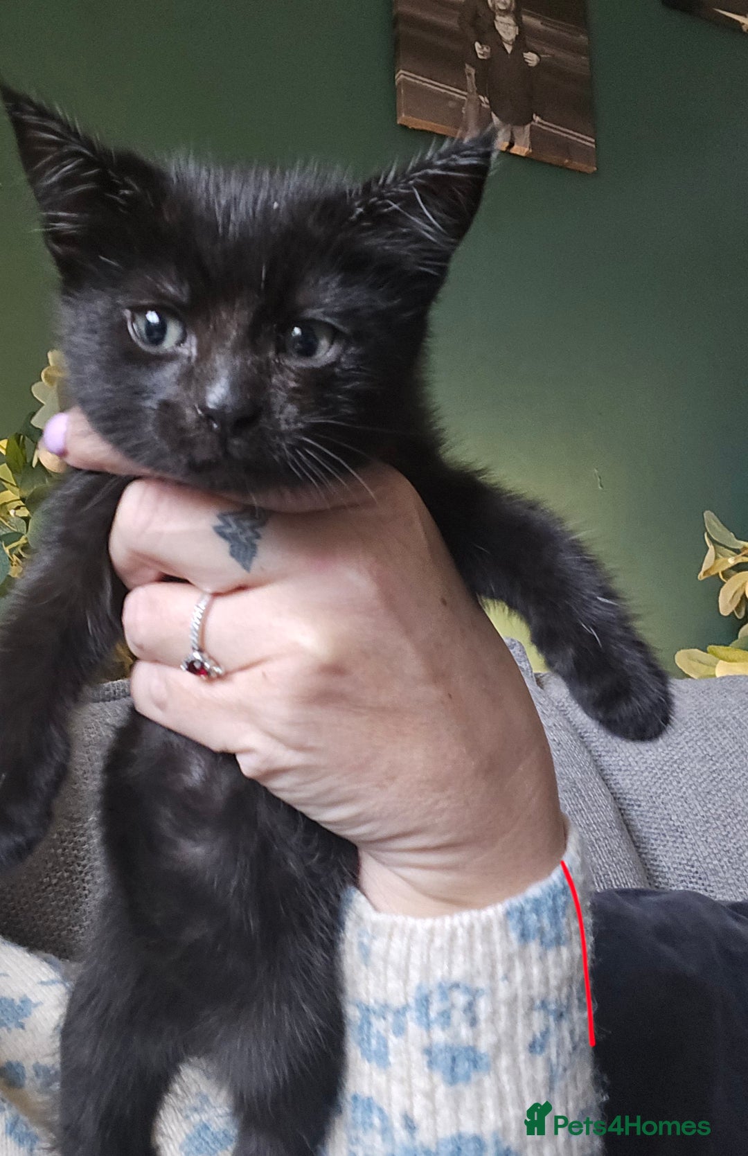 Mixed Breed cats for sale: 3 all black kittens  - Image 1