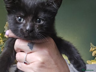 Mixed Breed cats - Advert 22