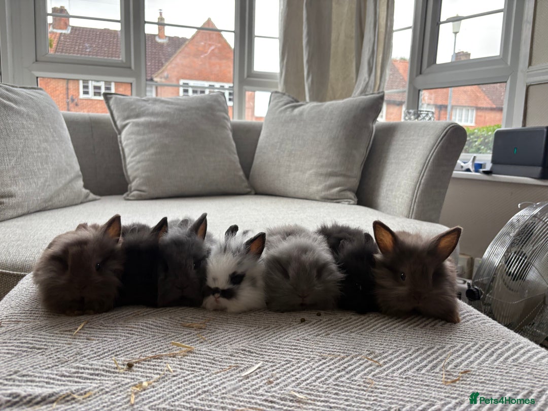 Mini Lion Lop rabbits for sale: Cuteness overload!! Mini lion head bunnies  - Image 7