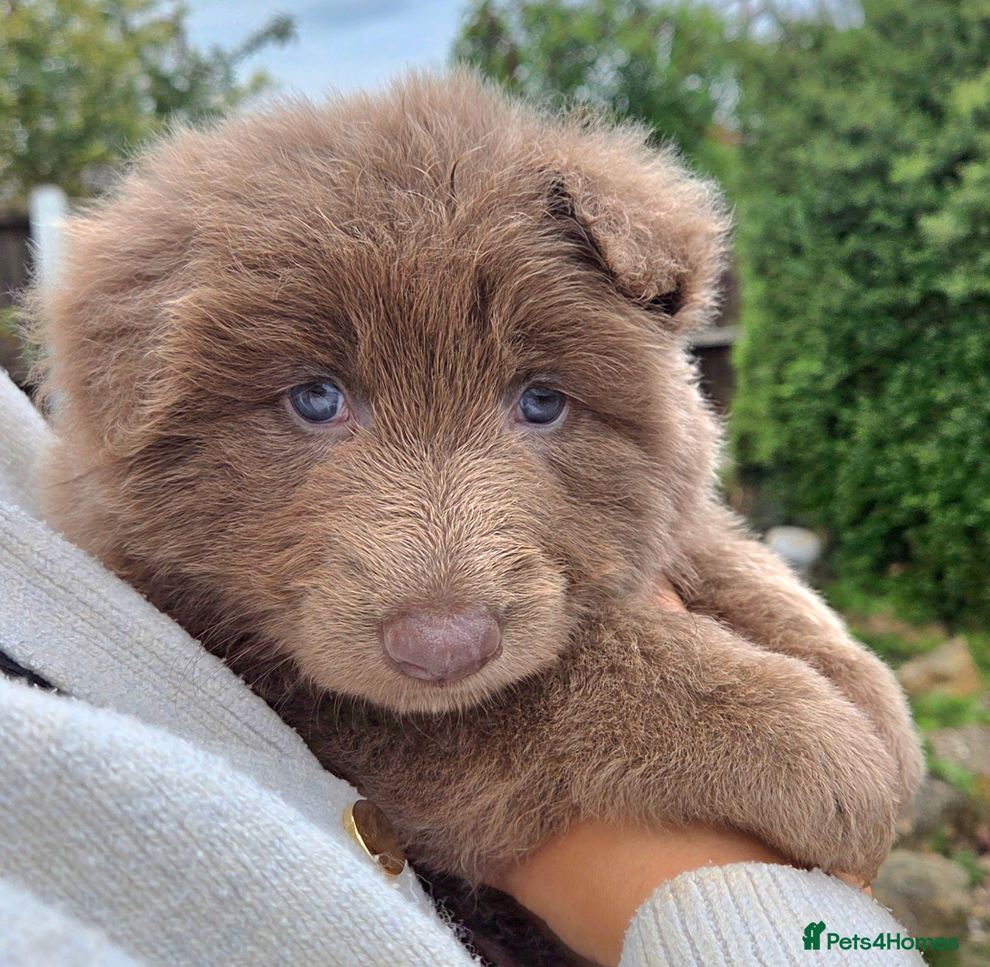 German Shepherd dogs Rare blue german shepherd puppies  - Advert 15