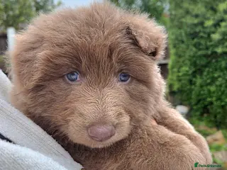 German Shepherd dogs Rare blue german shepherd puppies - Advert 15