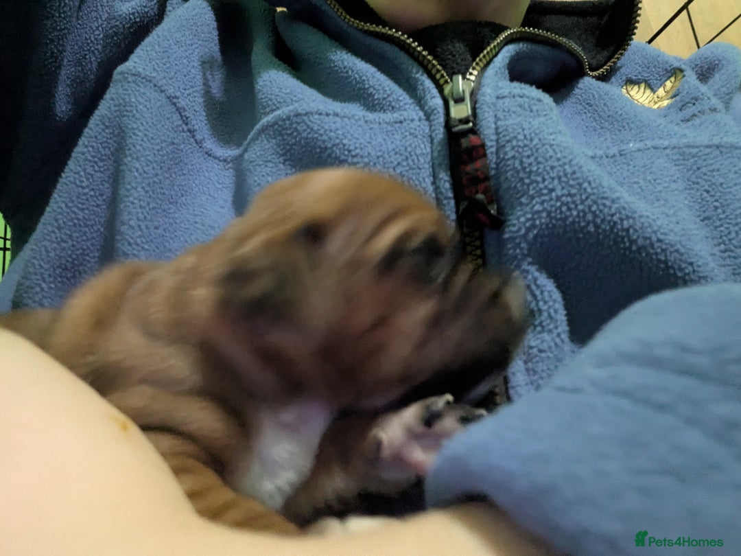 Mixed Breed dogs for sale: Janiel puppies  - Advert 11