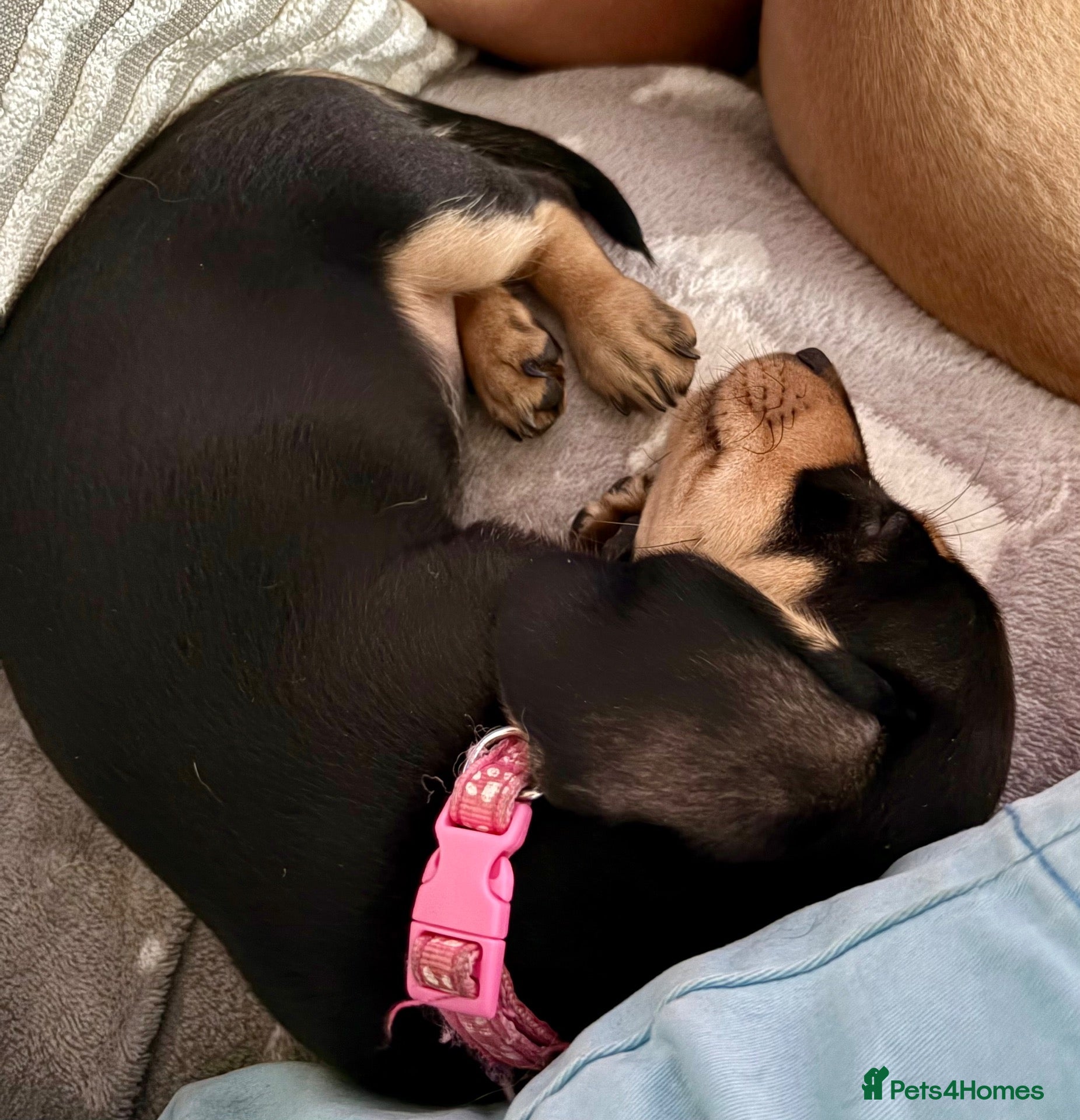 Miniature Dachshund dogs Miniature Smooth Dachshund's  - Advert 2