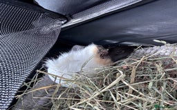 Guinea Pig rodents for sale: Long haired guinea pig (male) - Image 1