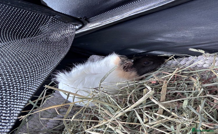 Guinea Pig rodents - Advert 3