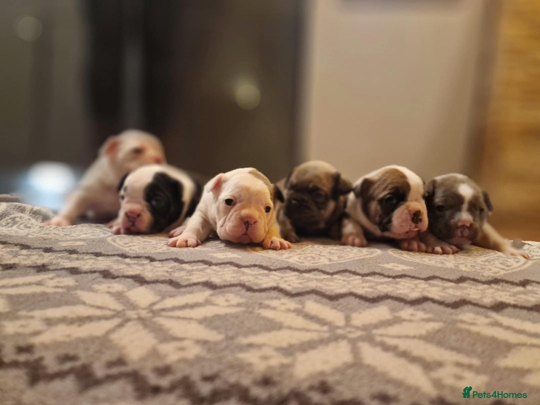 French Bulldog dogs for sale: ♥️Litter of 6 French Bulldog Puppies♥️ - Advert 2