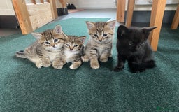 Mixed Breed cats for sale: Four gorgeous kittens  - Image 2