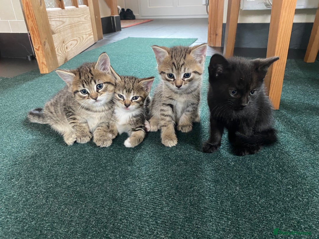 Mixed Breed cats for sale: Four gorgeous kittens  - Image 2