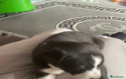 Lurcher dogs for sale: ColliewhippetXbullgreyhound   - Image 3