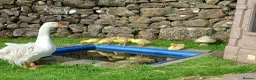 Geese poultry for sale: Sebastapol Hatchlings For Sale - Advert 3
