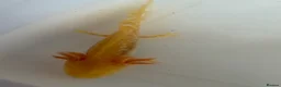Axolotl reptiles for sale: Axolotl - Advert 26