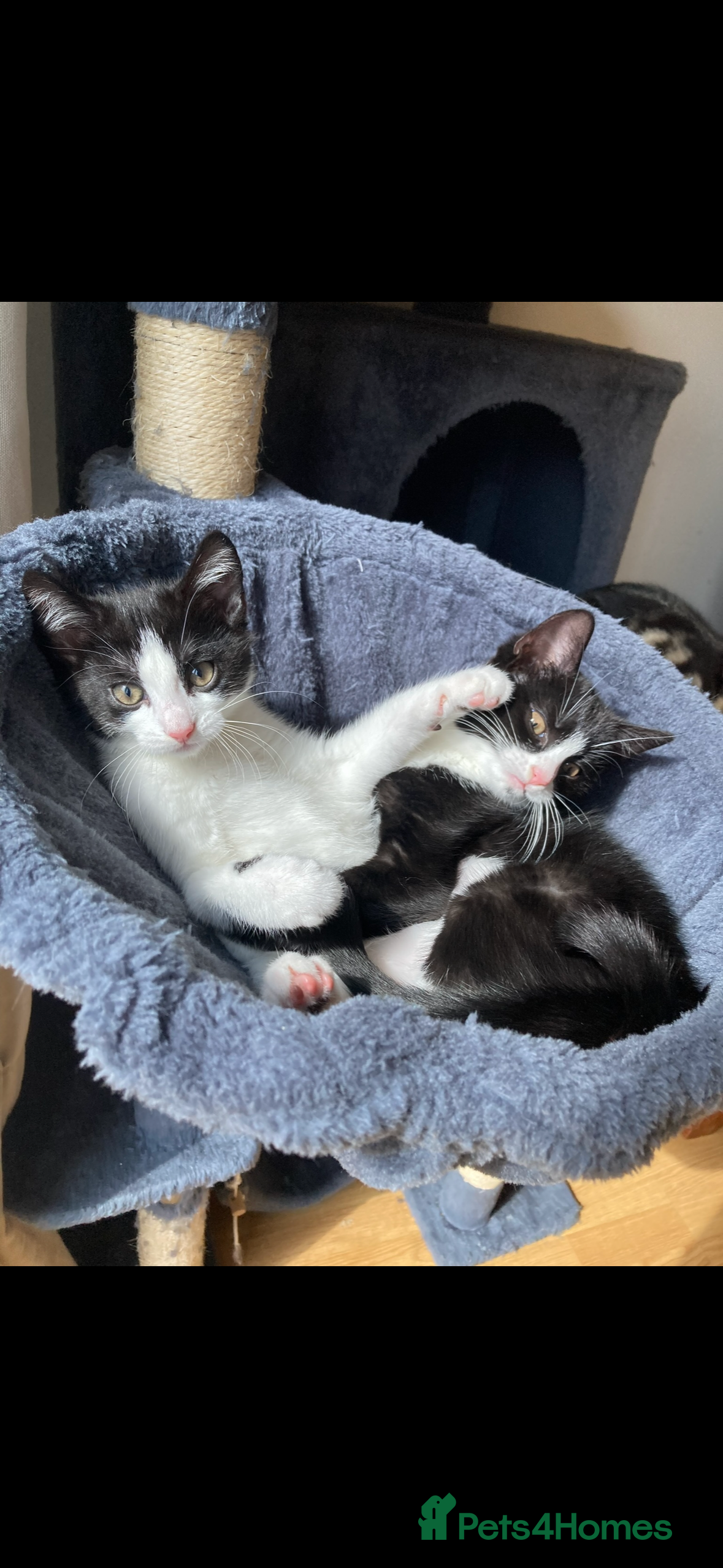Domestic Shorthair cats 3 Beautiful Kittens for Sale – 7 Months Old - Advert 1
