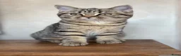 British Shorthair cats for sale: Ready to go!!! - Advert 6