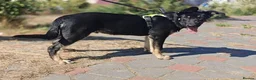 Mixed Breed dogs for adoption: 💙🐶 TOBIK – THE BEST PUPPY I EVER MET - Advert 16