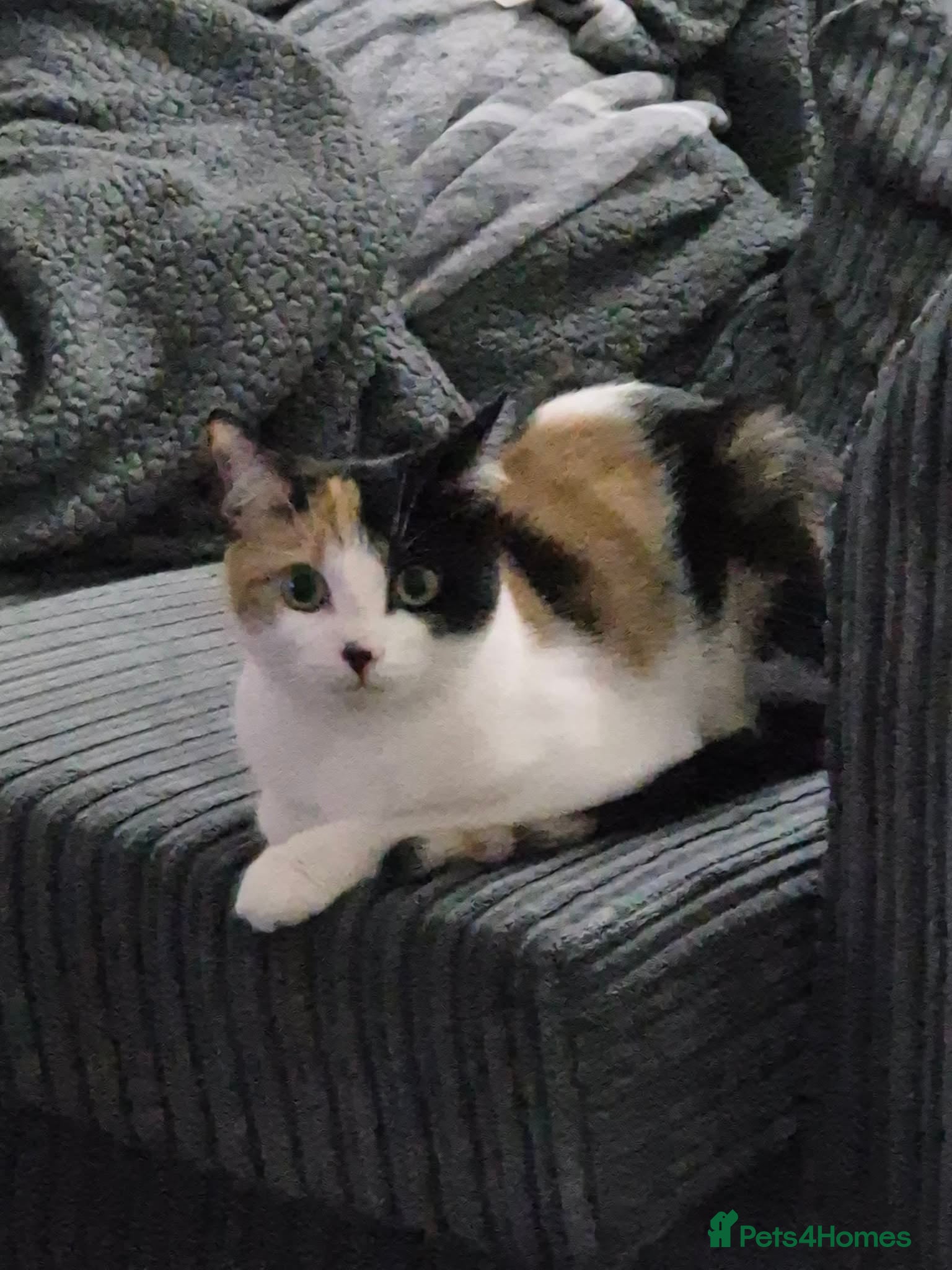 Mixed Breed cats Calicat needs a new home asap - Advert 2