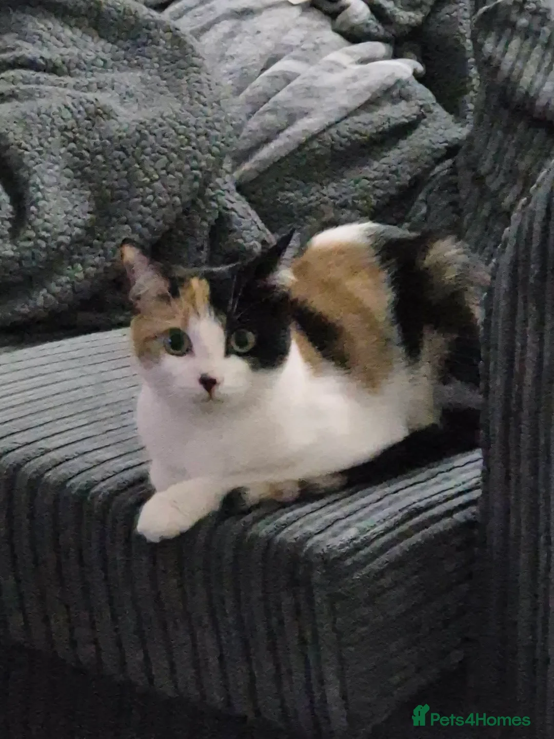 Mixed Breed cats for sale: Calicat needs a new home asap - Advert 1