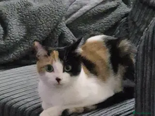 Mixed Breed cats Calicat needs a new home asap - Advert 7