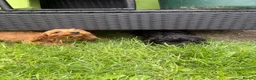 Cavapoo dogs for sale: Puppies ready to leave to their new loving homes - Advert 4