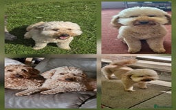 Double Doodle dogs for sale: FANTASTIC FOUR YORKSHIRE LADS  - Image 7
